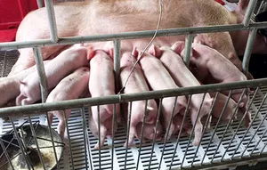 高产优质母猪
