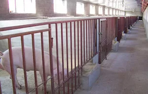猪舍展示