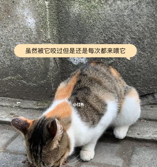 玩转流浪猫，教你如何抓住它们（以游戏为主）
