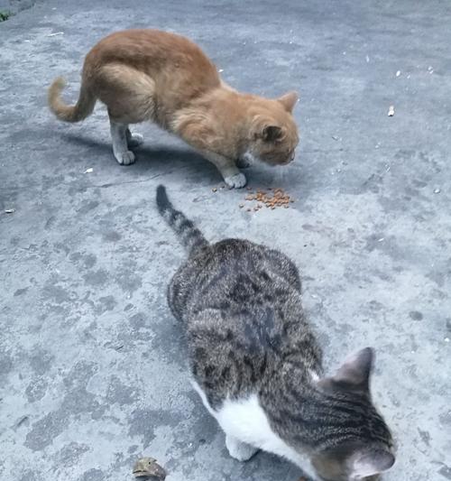 玩转流浪猫，教你如何抓住它们（以游戏为主）