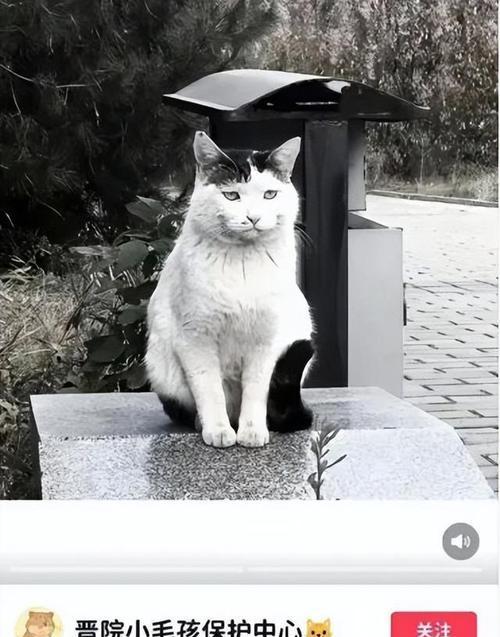 玩转流浪猫，教你如何抓住它们（以游戏为主）