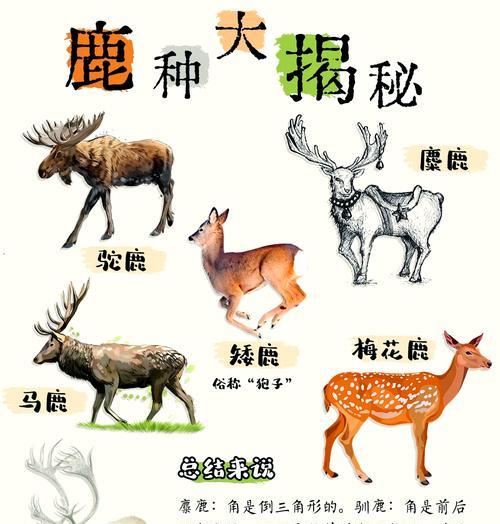 《探秘烟雨江湖麋鹿之奥秘》（游戏中麋鹿的神奇作用）