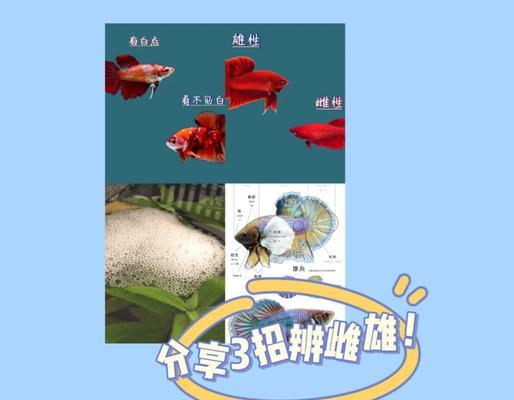 阴阳师斗鱼获取方法是什么？有哪些途径？
