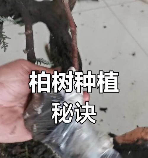 我的世界柏木种植方法是什么？
